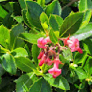 Meet your Posher, Isabella